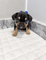 Dallas, a male French Bulldog for sale in Aledo, TX – 7 of 7