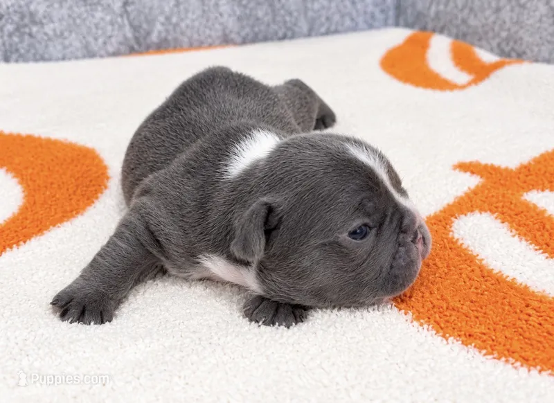 Princeton – French Bulldog puppy on hold in Aledo, TX