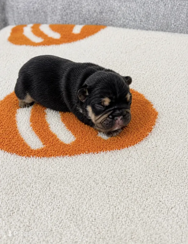 Light Blue – French Bulldog puppy for sale in Aledo, TX
