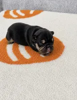 Light Blue, a male French Bulldog for sale in Aledo, TX – 1 of 1
