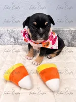 Female - TriColor Chocolate Tan White, a female French Bulldog for sale in Aledo, TX – 1 of 6