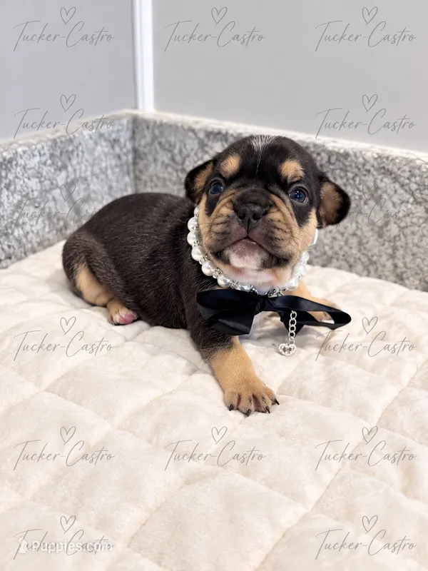 White - Female - Light TriColor – French Bulldog puppy for sale in Aledo, TX