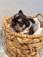 Female - TriColor Chocolate Tan White, a female French Bulldog for sale in Aledo, TX – 4 of 6