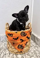Colt, a male French Bulldog for sale in Aledo, TX – 1 of 6