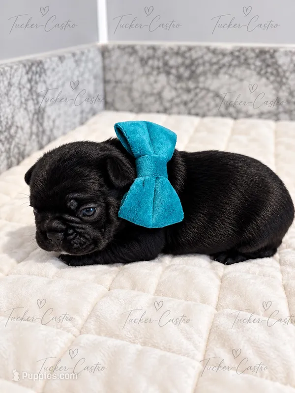 Turquoise - Male - Solid Black – French Bulldog puppy for sale in Aledo, TX
