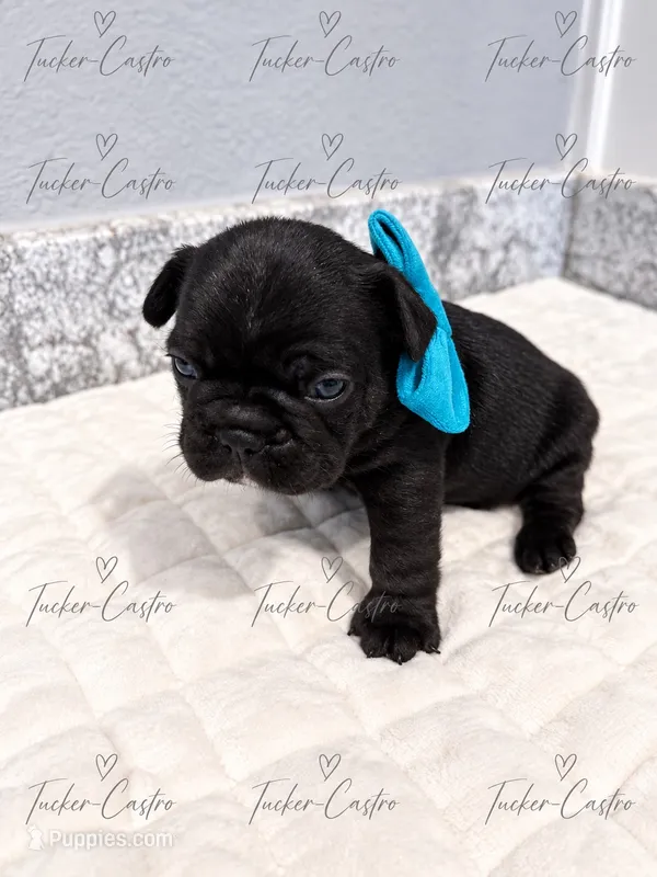 Turquoise - Male - Solid Black – French Bulldog puppy for sale in Aledo, TX