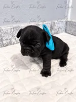 Male - Solid Black with White chest, a male French Bulldog for sale in Aledo, TX – 2 of 5