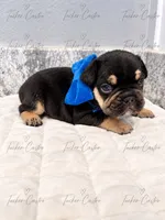 Male - Tricolor Chocolate Tan White, a male French Bulldog for sale in Aledo, TX – 9 of 10