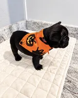 Colt, a male French Bulldog for sale in Aledo, TX – 6 of 6