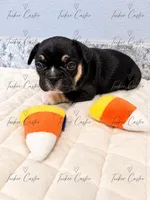 Female - Tricolor - Black, Tan White, a female French Bulldog for sale in Aledo, TX – 3 of 6