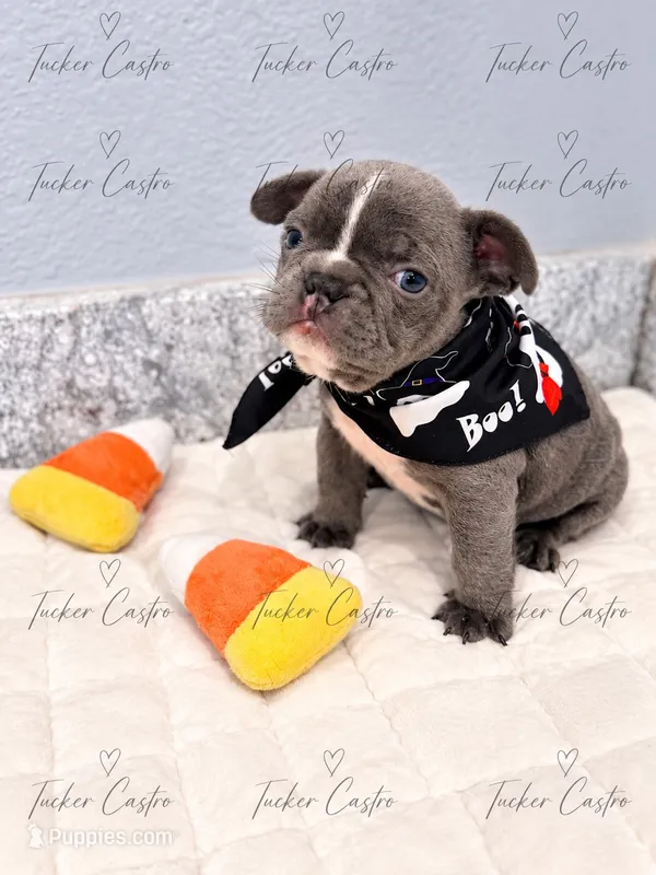 Princeton – French Bulldog puppy on hold in Aledo, TX