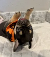 Dallas, a male French Bulldog for sale in Aledo, TX – 4 of 7