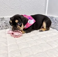 Ocean, a female French Bulldog for sale in Aledo, TX – 2 of 5