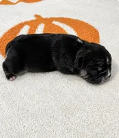 Pink, a female French Bulldog for sale in Aledo, TX – 1 of 1