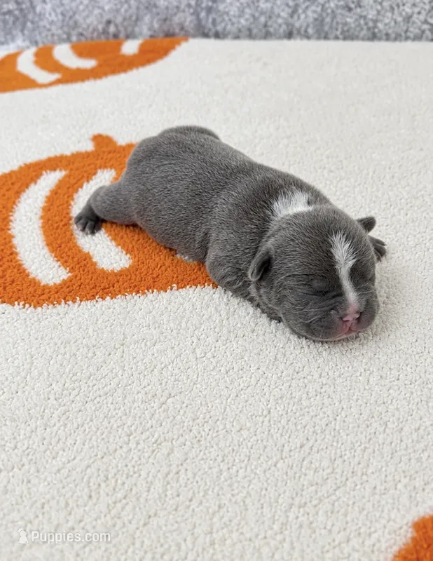 Blue – French Bulldog puppy for sale in Aledo, TX