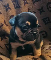 Black & Tan Male, a male French Bulldog for sale in Cairo, NY – Photo 2 of 6