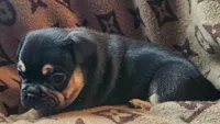 Black & Tan Male, a male French Bulldog for sale in Cairo, NY – Photo 5 of 6