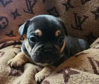 Black & Tan Male, a male French Bulldog for sale in Cairo, NY – Photo 4 of 6