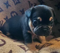 Black & Tan Male, a male French Bulldog for sale in Cairo, NY – Photo 3 of 6