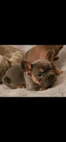 Indica, a female French Bulldog for sale in Cairo, NY – Photo 5 of 5