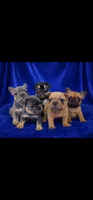 Indica, a female French Bulldog for sale in Cairo, NY – Photo 3 of 5
