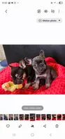 Indica, a female French Bulldog for sale in Cairo, NY – Photo 4 of 5