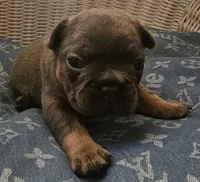 Blue & Tan male, a male French Bulldog for sale in Cairo, NY – Photo 4 of 5