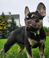 Blue & Tan male, a male French Bulldog for sale in Cairo, NY – Photo 5 of 5