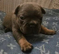 Blue & Tan male, a male French Bulldog for sale in Cairo, NY – Photo 2 of 5