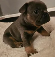 Blue & Tan male, a male French Bulldog for sale in Cairo, NY – Photo 3 of 5