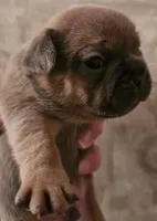 Blue Fawn Male, a male French Bulldog for sale in Cairo, NY – Photo 1 of 3