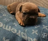 Blue Fawn Male, a male French Bulldog for sale in Cairo, NY – Photo 2 of 3