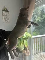 Cane corso pup, a male Cane Corso for sale in Radcliff, KY – 5 of 6