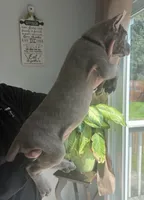 Cane corso pup, a male Cane Corso for sale in Radcliff, KY – 4 of 6