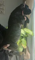 Cane corso pup, a male Cane Corso for sale in Radcliff, KY – 3 of 6