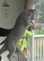 Cane corso pup, a female Cane Corso for sale in Radcliff, KY – 4 of 5