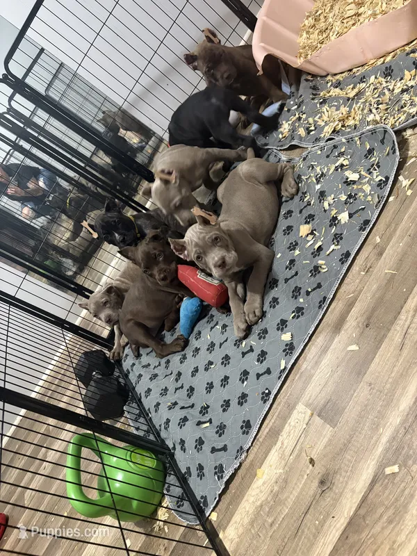 Cane corso pup – Cane Corso puppy for sale in Radcliff, KY