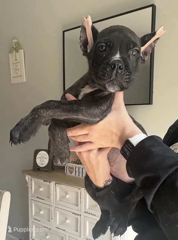 Cane corso pup – Cane Corso puppy for sale in Radcliff, KY