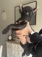 Cane corso pup, a male Cane Corso for sale in Radcliff, KY – 1 of 6