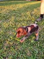 Willow Ridge, a female German Shorthaired Pointer for sale in Columbia, NC – 4 of 4