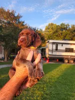Willow Ridge, a female German Shorthaired Pointer for sale in Columbia, NC – 2 of 4