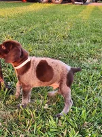 Timber Run, a male German Shorthaired Pointer for sale in Columbia, NC – 2 of 3