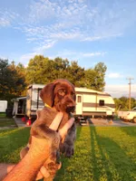 Willow Ridge, a female German Shorthaired Pointer for sale in Columbia, NC – 3 of 4