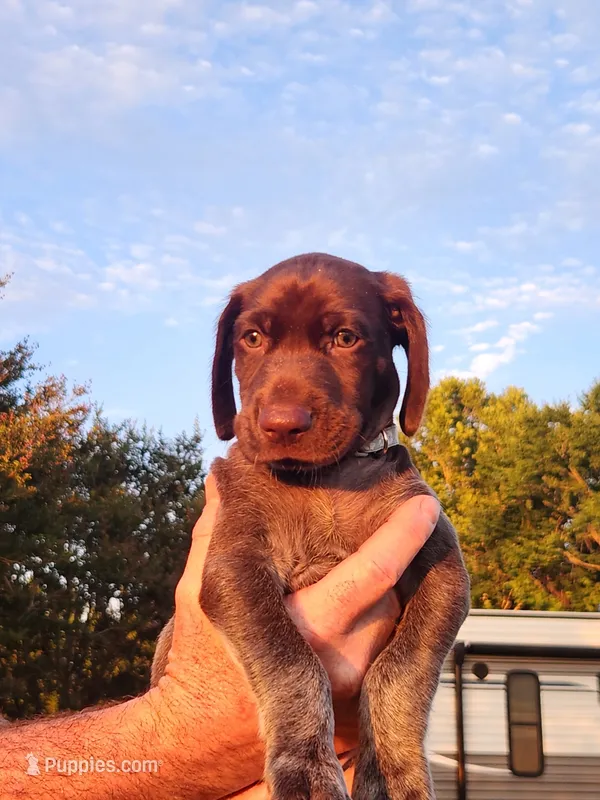 Timber Run – German Shorthaired Pointer puppy for sale in Columbia, NC