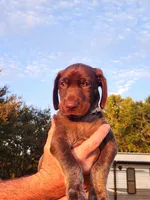 Timber Run, a male German Shorthaired Pointer for sale in Columbia, NC – 1 of 3