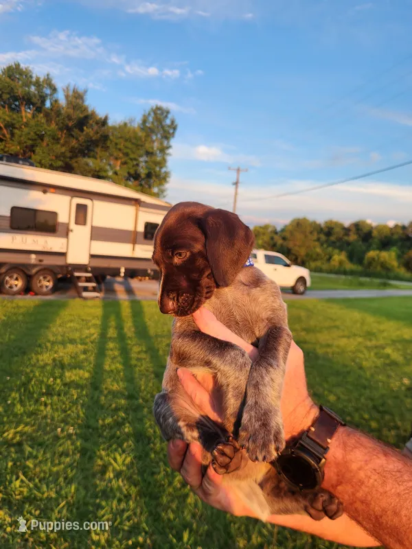 Covey Rise – German Shorthaired Pointer puppy for sale in Columbia, NC