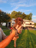 Willow Ridge, a female German Shorthaired Pointer for sale in Columbia, NC – 1 of 4