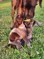 Timber Run, a male German Shorthaired Pointer for sale in Columbia, NC – 3 of 3