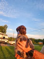 Covey Rise, a male German Shorthaired Pointer for sale in Columbia, NC – 2 of 4