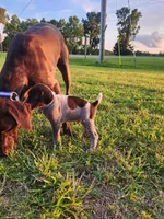 Covey Rise, a male German Shorthaired Pointer for sale in Columbia, NC – 4 of 4